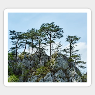 Pinus nigra on mountains peak Sticker